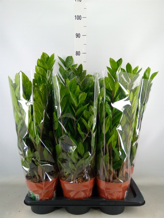<h4>Zamioculcas zamiifolia</h4>