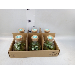 Arr.   Planten L%