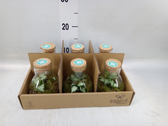 <h4>Arr.   Planten L%</h4>