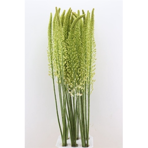 Eremurus White Wedding