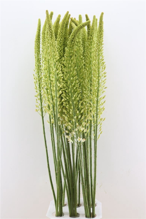 Eremurus White Wedding