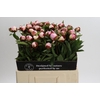 Paeonia Gardenia