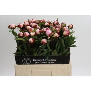 Paeonia Gardenia