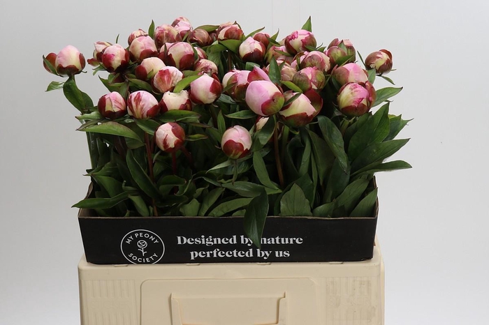 <h4>Paeonia Gardenia</h4>