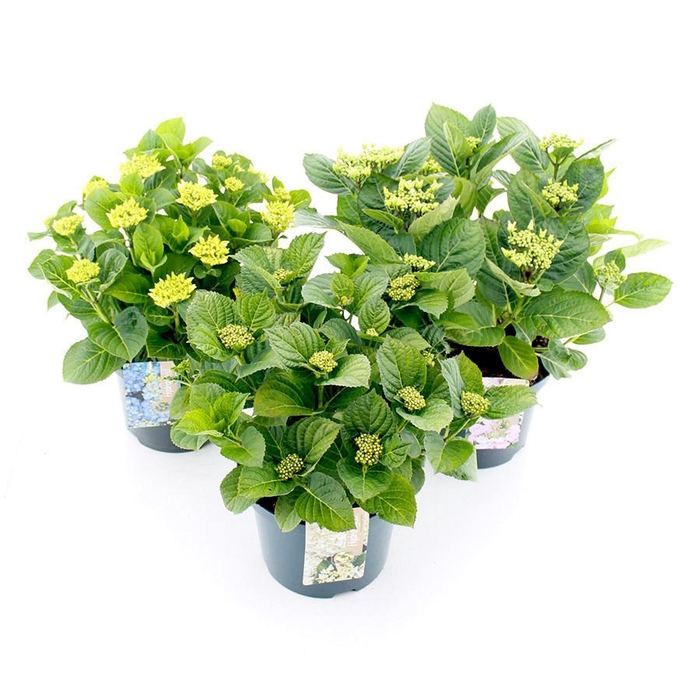 <h4>Hydrangea macr. / teller MIX C5 (23cm.) Kn.</h4>