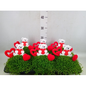 Soleirolia soleirolii   ...green