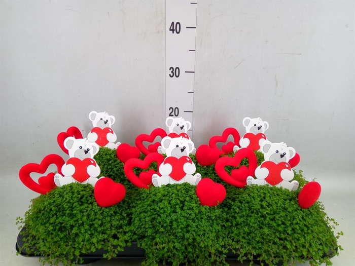 <h4>Soleirolia soleirolii   ...green</h4>