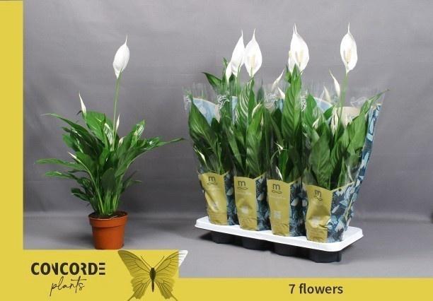 <h4>SPATH SWEET CHICO</h4>