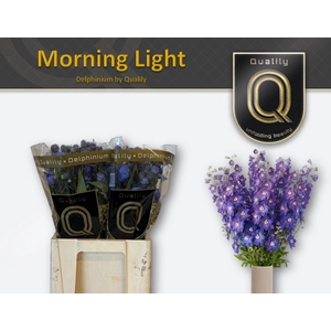 DELPH DU MORNINGLIGHT 70CM X40
