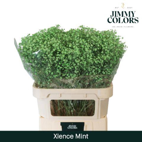 <h4>Gyps Xlence L80 Mint</h4>