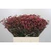 Limonium China Red