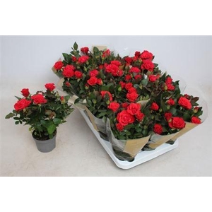 Ro Red Merce Kord Gr