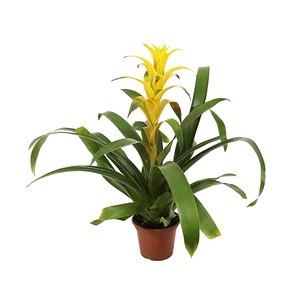 GUZMANIA AMARELA P14