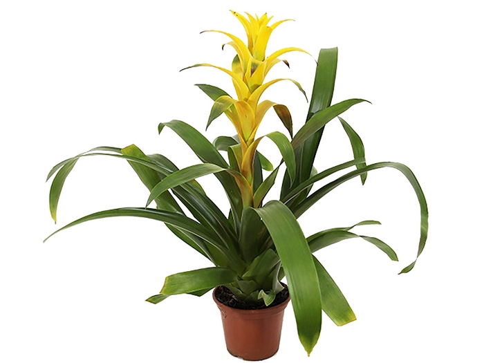 GUZMANIA AMARELA P14