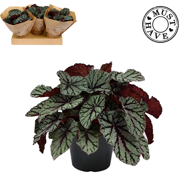 <h4>Bladbegonia Rex 17 Fedor Must Have</h4>