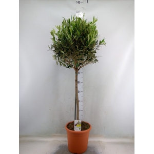 Olea europaea