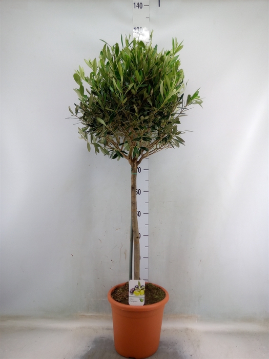<h4>Olea europaea</h4>