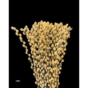 Salix Pussy Willow Orange