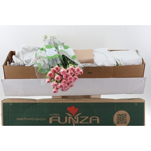 Di St Pink Doncel Box