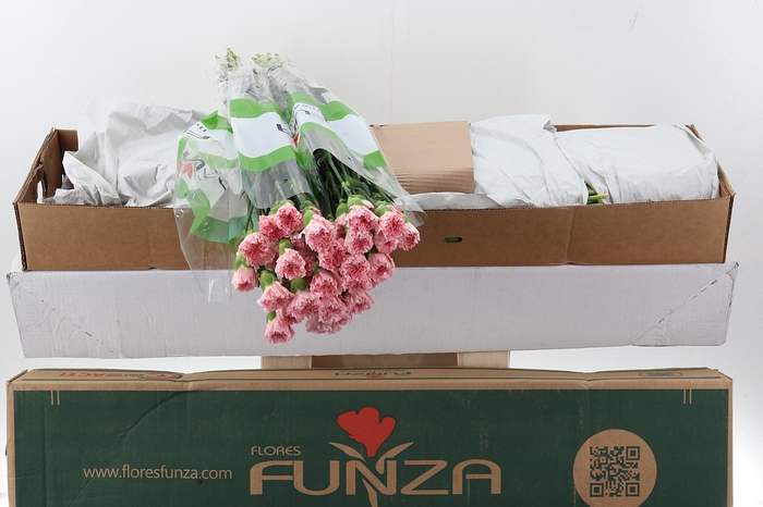 <h4>Di St Pink Doncel Box</h4>