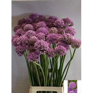 ALLIUM GLADIATOR