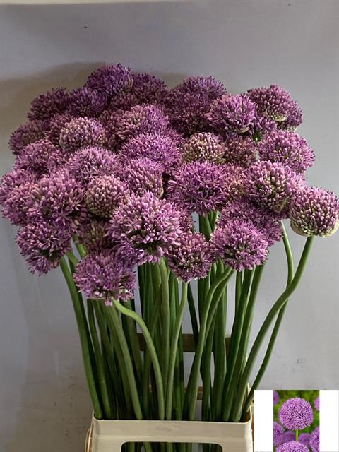 ALLIUM GLADIATOR