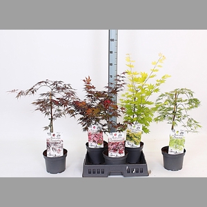 ACER OV