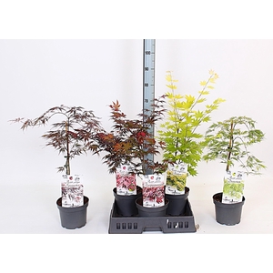 ACER OV
