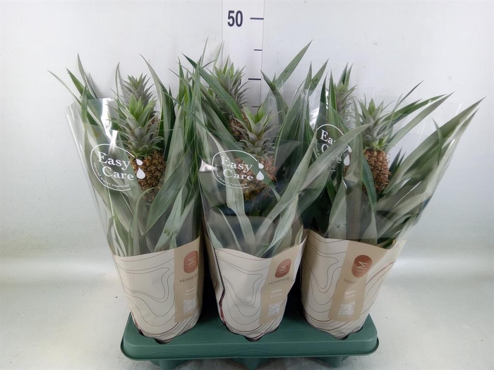 <h4>Ananas 'Rosita'</h4>