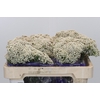 Ozothamnus Cooks Snow White