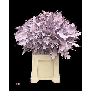 Quercus Klb Pink 80cm GK