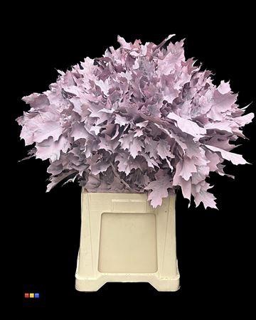 <h4>Quercus Klb Pink 80cm GK</h4>