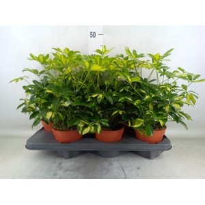 Schefflera arbor. 'Gerda'