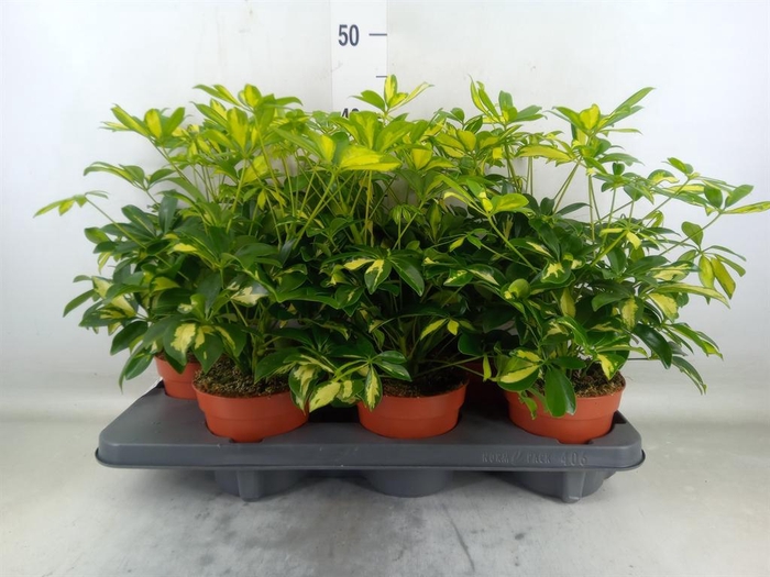 <h4>Schefflera arbor. 'Gerda'</h4>