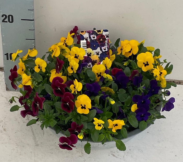 <h4>VIO CO SOR XP GEM</h4>