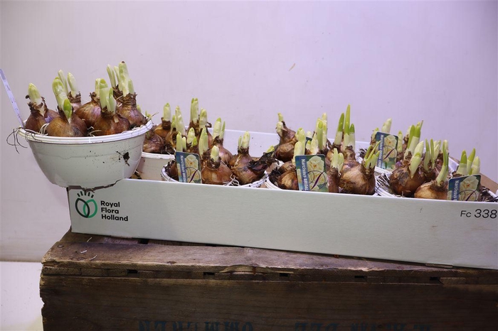 <h4>Narc D Bridal Crown</h4>