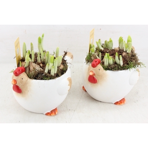 arr4 Narcis MB - Ker. chicken kl. 338/6