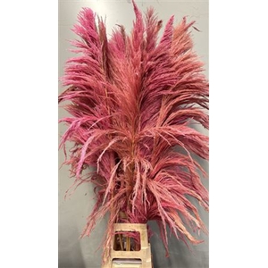 Cortaderia Light Pink