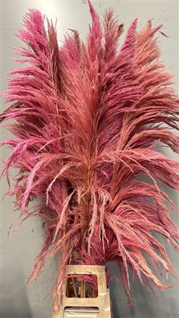 Cortaderia Light Pink