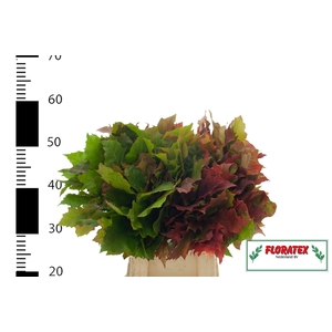 QUERC RUBRA