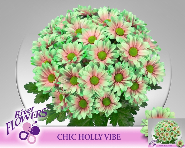 <h4>CHR T CHIC KLB H%</h4>