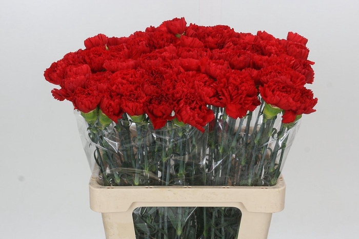 <h4>Dianthus St Arona</h4>