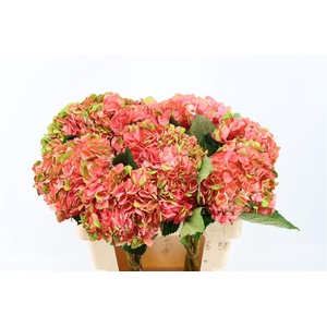 Hydr M Amethyst Light Salmon Tinted