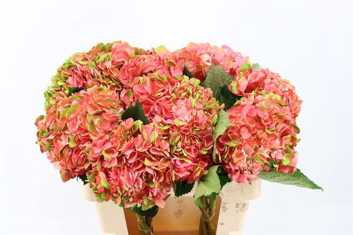 <h4>Hydr M Amethyst Light Salmon Tinted</h4>