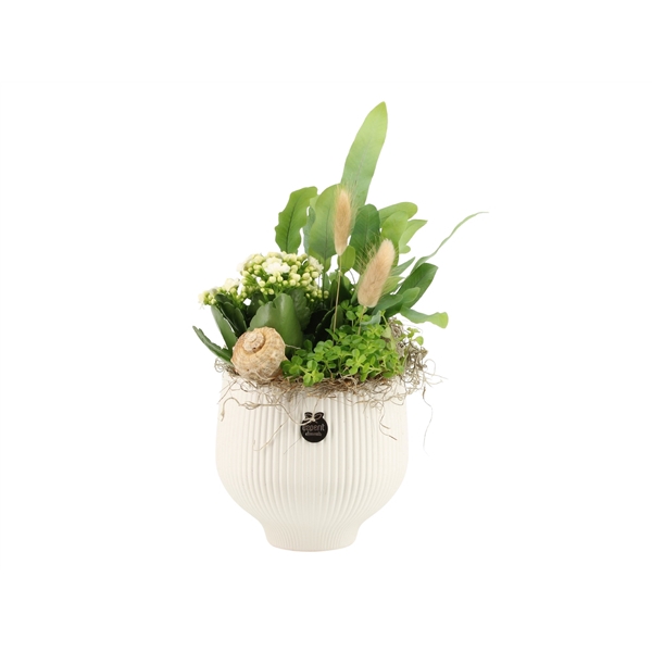 <h4>Arrangementen kamerplanten H%</h4>