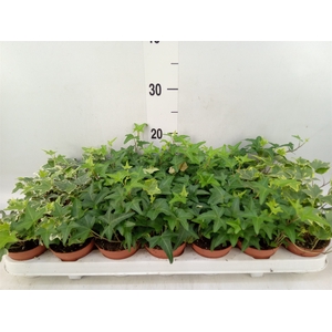 Hedera   ...mix