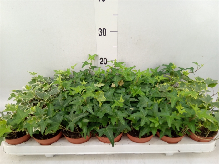 <h4>Hedera   ...mix</h4>