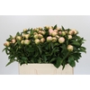 Paeonia Raspberry Sundae