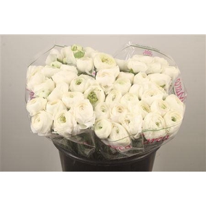 Ran.. Su White Succes Extra