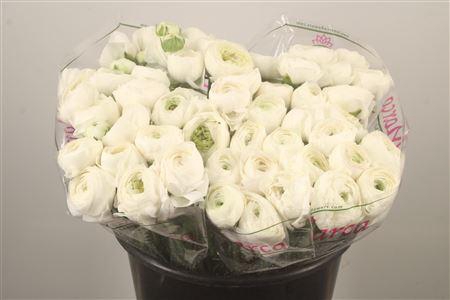 <h4>Ran.. Su White Succes Extra</h4>